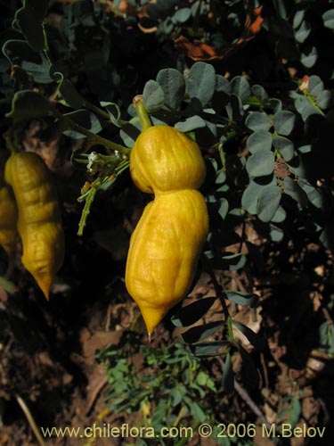 Image of Senna arnottiana (Quebracho / Alcaparra / Tara). Click to enlarge parts of image.