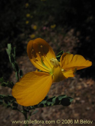 Image of Senna arnottiana (Quebracho / Alcaparra / Tara). Click to enlarge parts of image.