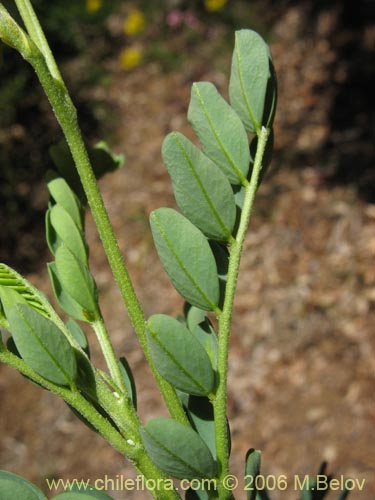 Image of Senna arnottiana (Quebracho / Alcaparra / Tara). Click to enlarge parts of image.