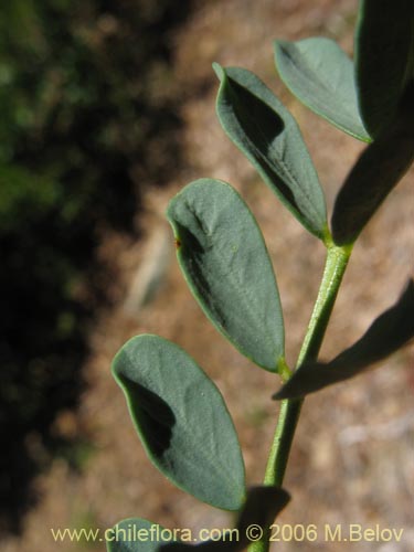 Image of Senna arnottiana (Quebracho / Alcaparra / Tara). Click to enlarge parts of image.