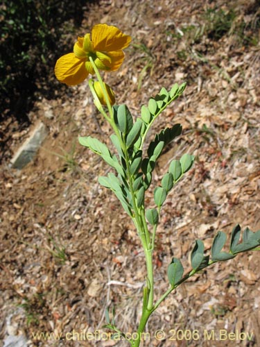 Image of Senna arnottiana (Quebracho / Alcaparra / Tara). Click to enlarge parts of image.