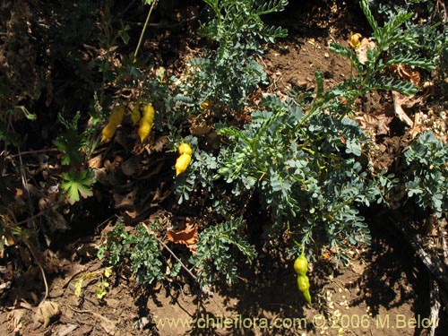 Image of Senna arnottiana (Quebracho / Alcaparra / Tara). Click to enlarge parts of image.