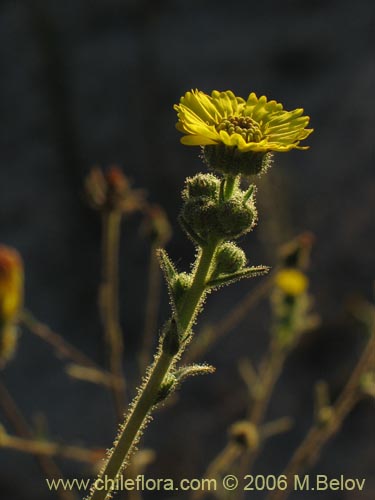 Bild von Madia sp. #2431 (). Klicken Sie, um den Ausschnitt zu vergrössern.