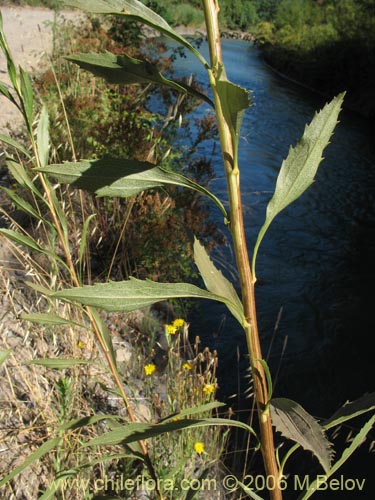 Baccharis sp. #3078의 사진