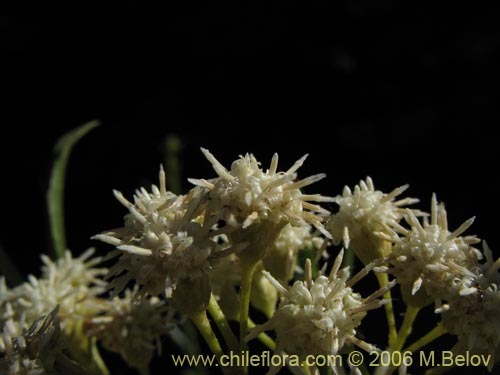 Baccharis sp. #3078의 사진