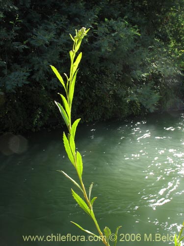 Baccharis sp. #3078의 사진