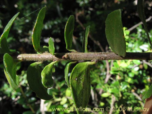 Image of Maytenus chubutensis (Maiten de Chubut). Click to enlarge parts of image.