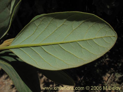 Persea lingueの写真