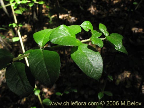 Image of Dasyphyllum diacanthoides (Trevo / Palo santo / Palo blanco / Tayu). Click to enlarge parts of image.