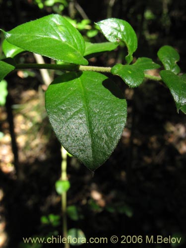 Image of Dasyphyllum diacanthoides (Trevo / Palo santo / Palo blanco / Tayu). Click to enlarge parts of image.