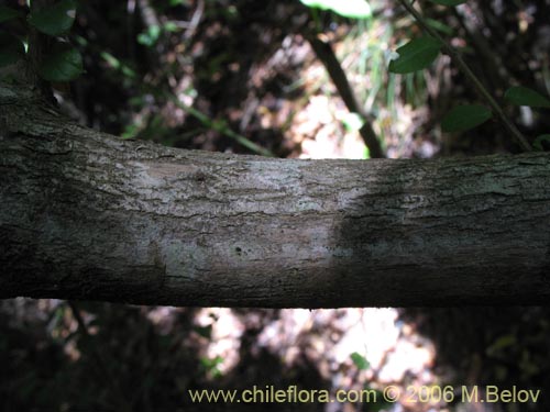 Image of Dasyphyllum diacanthoides (Trevo / Palo santo / Palo blanco / Tayu). Click to enlarge parts of image.