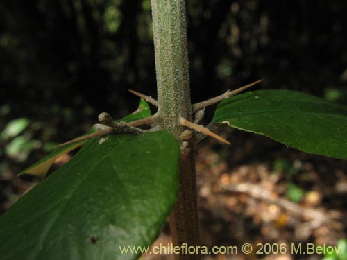 Image of Dasyphyllum diacanthoides (Trevo / Palo santo / Palo blanco / Tayu). Click to enlarge parts of image.