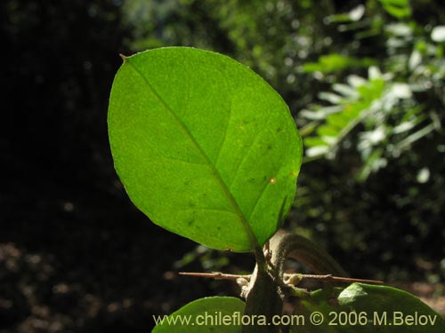 Image of Dasyphyllum diacanthoides (Trevo / Palo santo / Palo blanco / Tayu). Click to enlarge parts of image.