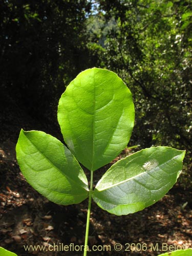 Image of Lardizabala biternata (Cóguil / Voqui blanco / Voqui / Coguilera). Click to enlarge parts of image.