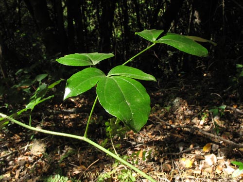 Image of Lardizabala biternata (Cóguil / Voqui blanco / Voqui / Coguilera). Click to enlarge parts of image.