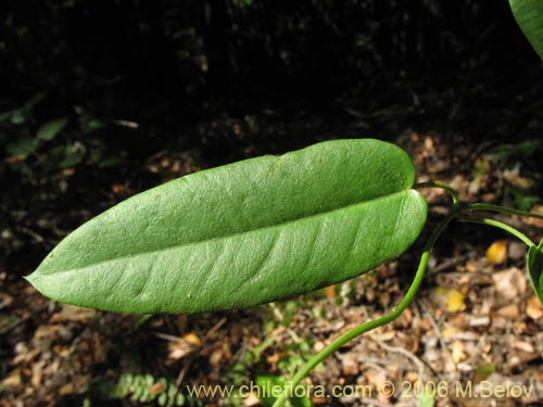 Image of Diplolepsis menziesii (Voqui amarillo / Voquicillo). Click to enlarge parts of image.