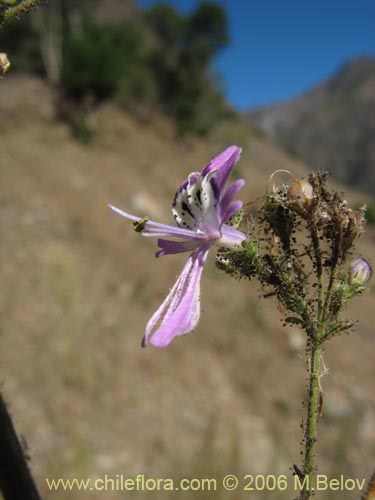Image of Schizanthus alpestris (Pajarito alpestre). Click to enlarge parts of image.