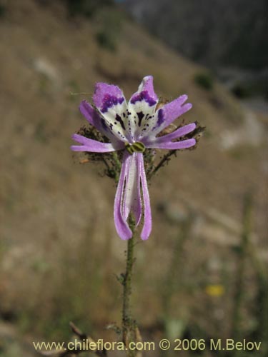 Image of Schizanthus alpestris (Pajarito alpestre). Click to enlarge parts of image.