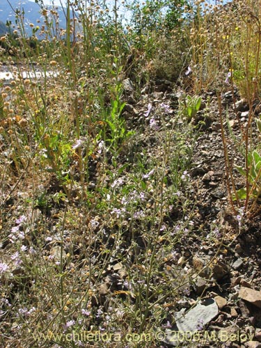 Schizanthus alpestris의 사진