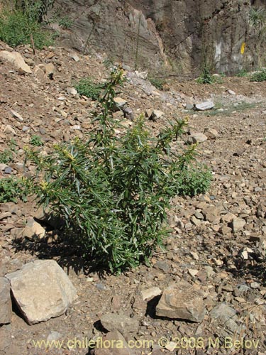 Bild von Xanthium spinosum (Cepacaballo / Abrojo / Clonqui). Klicken Sie, um den Ausschnitt zu vergrössern.