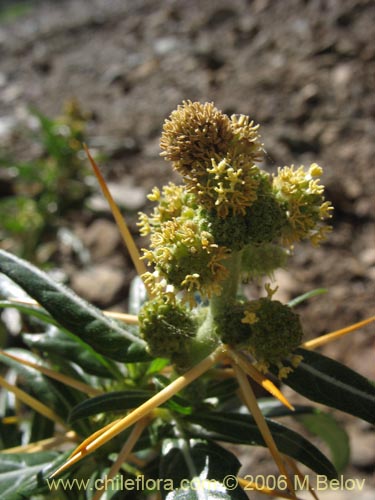 Bild von Xanthium spinosum (Cepacaballo / Abrojo / Clonqui). Klicken Sie, um den Ausschnitt zu vergrössern.