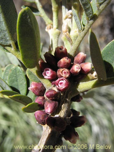 Image of Unidentified Plant sp. #1729 (). Click to enlarge parts of image.