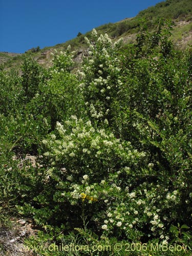 Imágen de Escallonia revoluta (Lun). Haga un clic para aumentar parte de imágen.