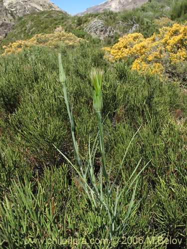Bild von Tragopogon pratensis (salsifí de prado). Klicken Sie, um den Ausschnitt zu vergrössern.