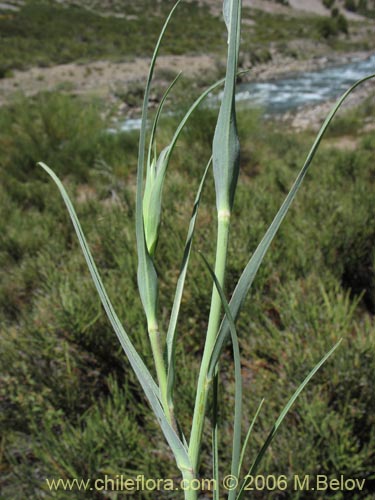 Bild von Tragopogon pratensis (salsifí de prado). Klicken Sie, um den Ausschnitt zu vergrössern.