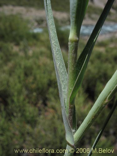 Bild von Tragopogon pratensis (salsifí de prado). Klicken Sie, um den Ausschnitt zu vergrössern.