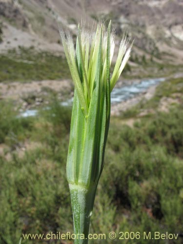 Bild von Tragopogon pratensis (salsifí de prado). Klicken Sie, um den Ausschnitt zu vergrössern.