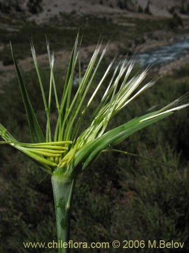 Bild von Tragopogon pratensis (salsifí de prado). Klicken Sie, um den Ausschnitt zu vergrössern.