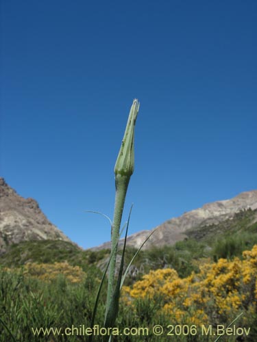 Bild von Tragopogon pratensis (salsifí de prado). Klicken Sie, um den Ausschnitt zu vergrössern.