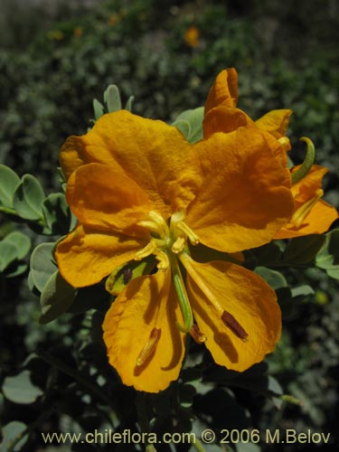 Image of Senna arnottiana (Quebracho / Alcaparra / Tara). Click to enlarge parts of image.