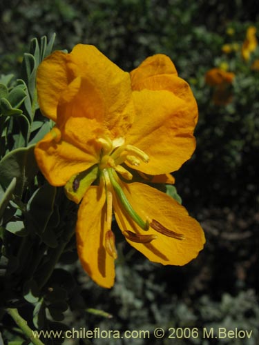 Image of Senna arnottiana (Quebracho / Alcaparra / Tara). Click to enlarge parts of image.