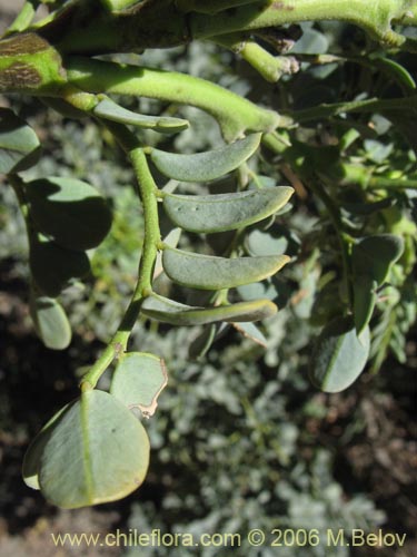 Image of Senna arnottiana (Quebracho / Alcaparra / Tara). Click to enlarge parts of image.