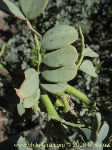 Image of Senna arnottiana (Quebracho / Alcaparra / Tara). Click to enlarge parts of image.