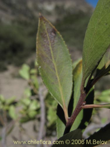 Maytenus boariaの写真