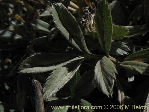 Acaena splendens의 사진