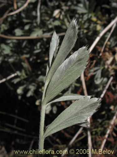 Acaena splendens의 사진