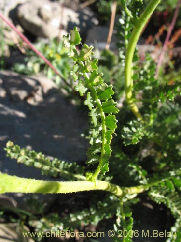Bild von Adesmia emarginata (Paramela). Klicken Sie, um den Ausschnitt zu vergrössern.