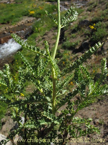 Bild von Adesmia emarginata (Paramela). Klicken Sie, um den Ausschnitt zu vergrössern.