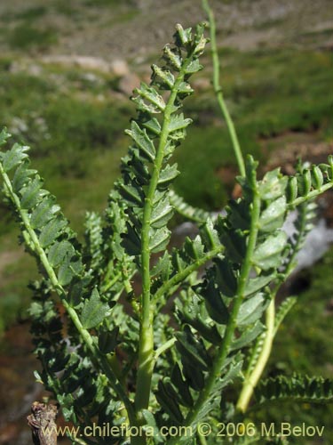 Bild von Adesmia emarginata (Paramela). Klicken Sie, um den Ausschnitt zu vergrössern.