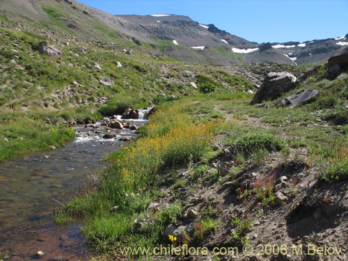 Bild von Adesmia emarginata (Paramela). Klicken Sie, um den Ausschnitt zu vergrössern.