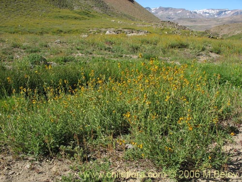 Bild von Adesmia emarginata (Paramela). Klicken Sie, um den Ausschnitt zu vergrössern.