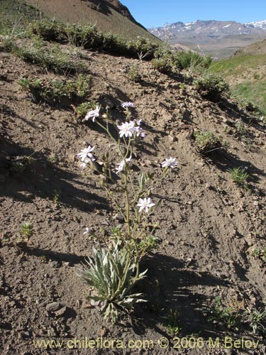 Image of Perezia sp.  #1021 (). Click to enlarge parts of image.