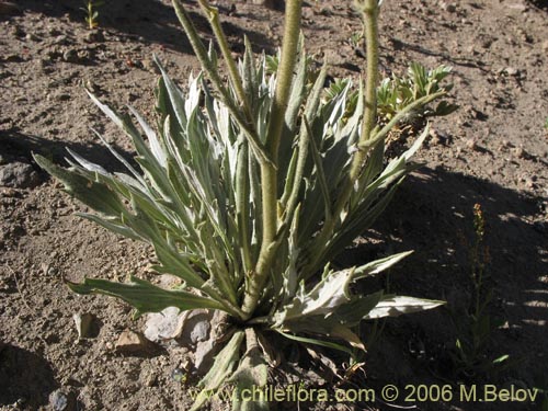 Image of Perezia sp.  #1021 (). Click to enlarge parts of image.