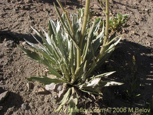 Image of Perezia sp.  #1021 (). Click to enlarge parts of image.