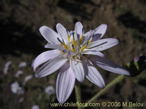 Image of Perezia sp.  #1021 (). Click to enlarge parts of image.