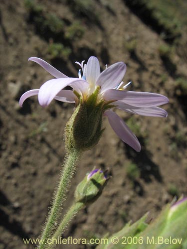 Image of Perezia sp.  #1021 (). Click to enlarge parts of image.